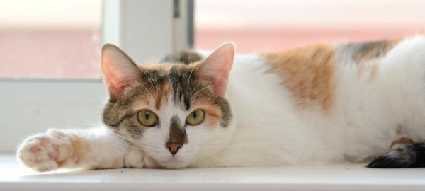 Умирающая хозяйка домашнего приюта раздает 60 кошек в Нижнем Новгороде