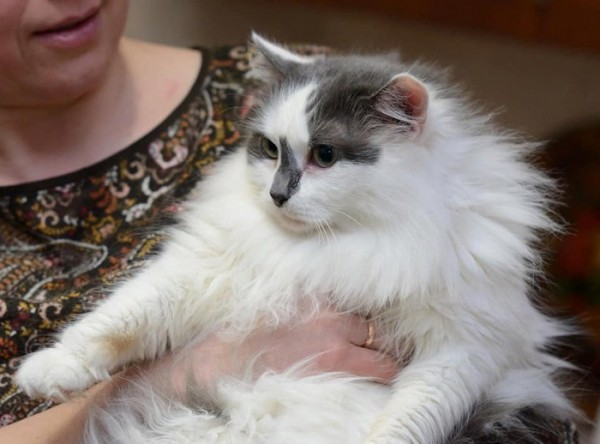 Умирающая хозяйка домашнего приюта раздает 60 кошек в Нижнем Новгороде