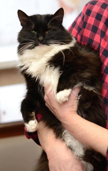 Умирающая хозяйка домашнего приюта раздает 60 кошек в Нижнем Новгороде