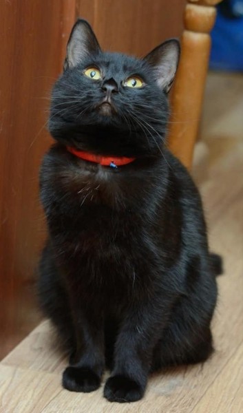 Умирающая хозяйка домашнего приюта раздает 60 кошек в Нижнем Новгороде