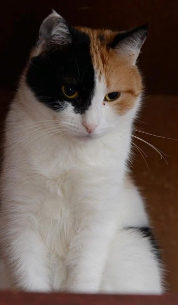 Умирающая хозяйка домашнего приюта раздает 60 кошек в Нижнем Новгороде