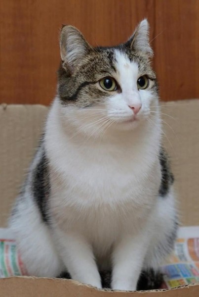 Умирающая хозяйка домашнего приюта раздает 60 кошек в Нижнем Новгороде