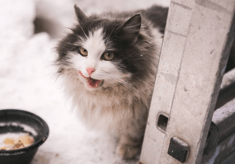 Коты следят за ходом реконструкции парка" Швейцария"