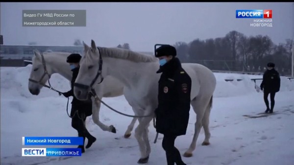 Отставные лошади нижегородской полиции будут помогать детям с ограниченными возможностями здоровья