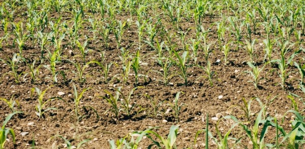 Удобрениями из Нижнего Новгорода начали подкармливать какао, каучуковые деревья и пальмы в Кот-д’Ивуаре