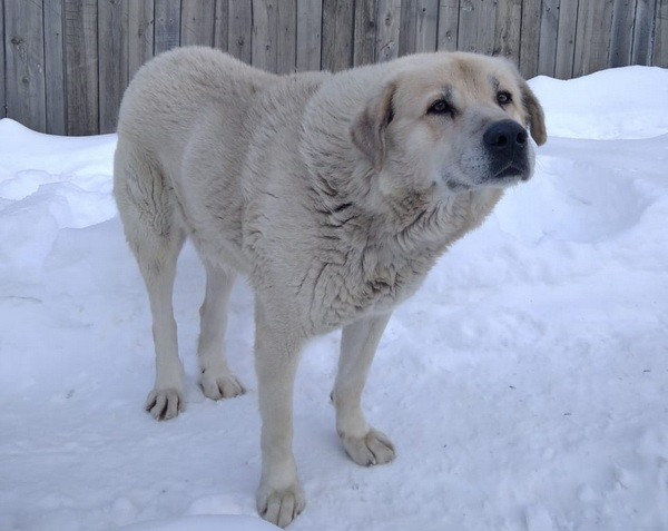Нижегородская ИК-5 отдает в добрые руки трех служебных собак на пенсии