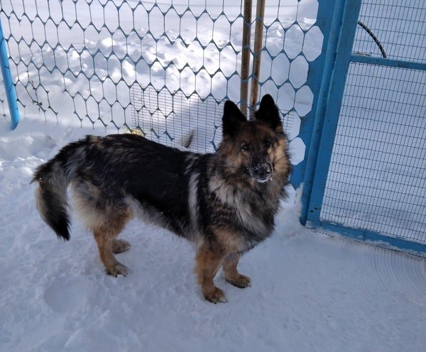 Нижегородская ИК-5 отдает в добрые руки трех служебных собак на пенсии