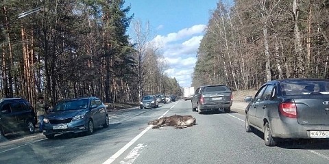 Лось насмерть сбит автомобилем на Бору