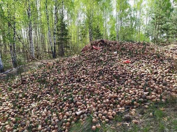 Огромная свалка лука вновь обнаружена под Дзержинском