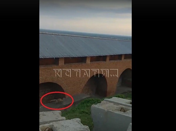 Семейство лис замечено на стройплощадке кремля в Нижнем Новгороде