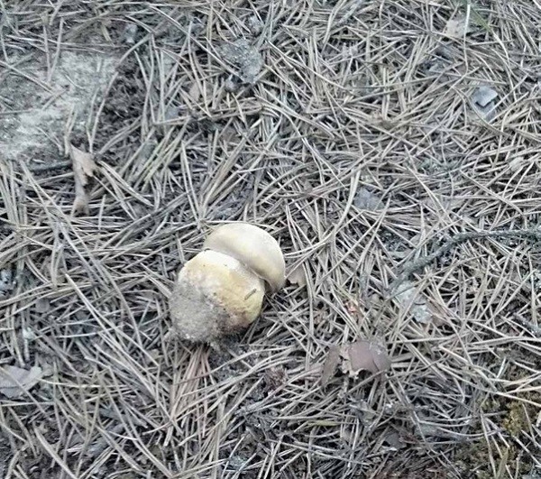 Первые грибы замечены в лесах Нижегородской области