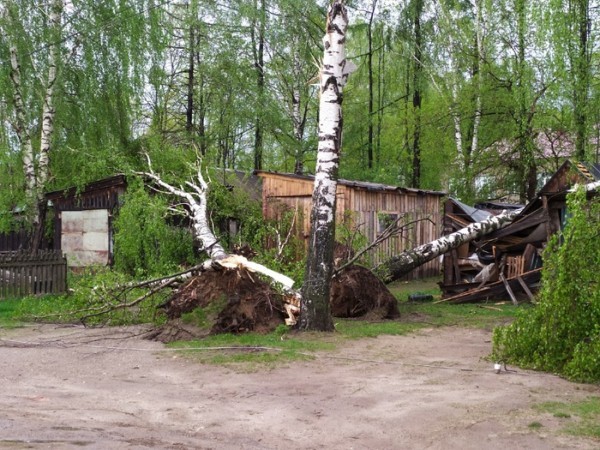 Последствия урагана: нижегородцы делятся кадрами падающих деревьев и разбитых машин