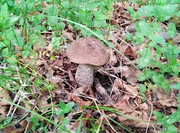 Первые грибы замечены в лесах Нижегородской области