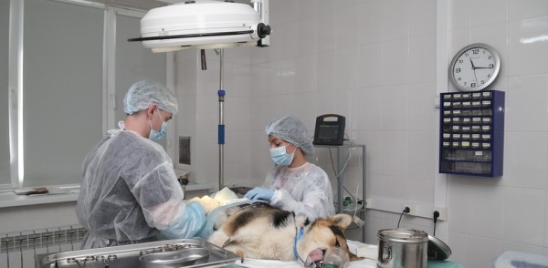 Программа бесплатной стерилизации домашних животных стартует в Нижнем Новгороде