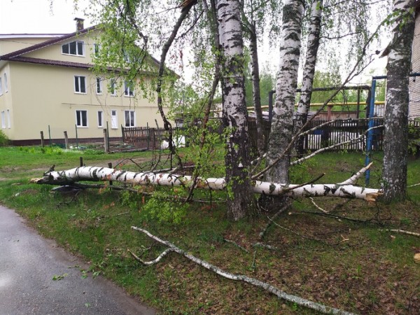 Последствия урагана: нижегородцы делятся кадрами падающих деревьев и разбитых машин