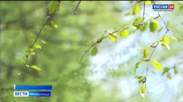 Грозы и ливни накрыли Нижегородскую область: Будьте осторожны Грозы и ливни накрыли Нижегородскую область: Будьте осторожны