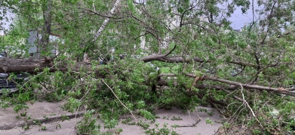 Последствия урагана: нижегородцы делятся кадрами падающих деревьев и разбитых машин
