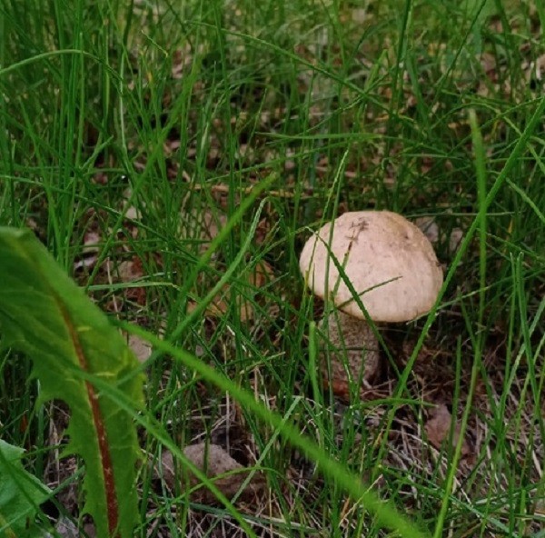 Первые грибы замечены в лесах Нижегородской области