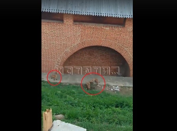Семейство лис замечено на стройплощадке кремля в Нижнем Новгороде
