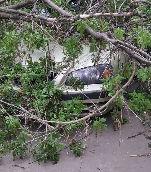 Последствия урагана: нижегородцы делятся кадрами падающих деревьев и разбитых машин