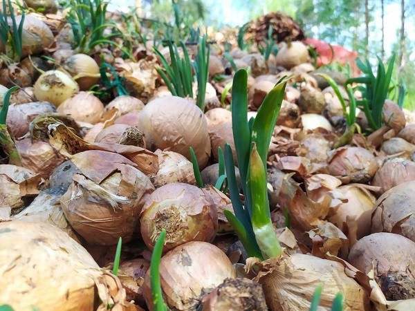 Огромная свалка лука вновь обнаружена под Дзержинском