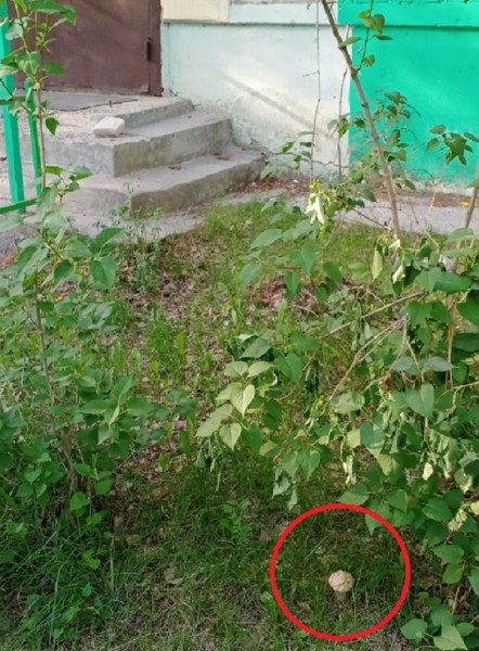 Первые грибы замечены в лесах Нижегородской области