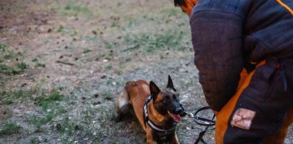 Порядка 130 собаководов приняли участие в кинологическом слете, организованном МЦ «Надежда» 