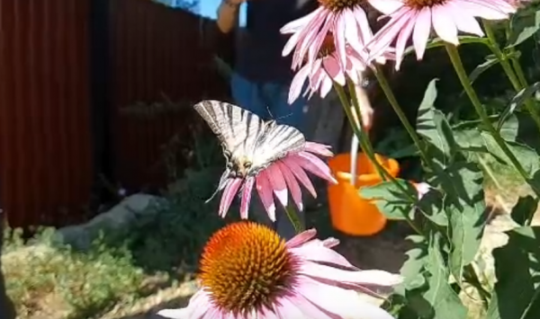 Уникальную краснокнижную бабочку сняли на видео воспитанники экологического лагеря под Арзамасом 