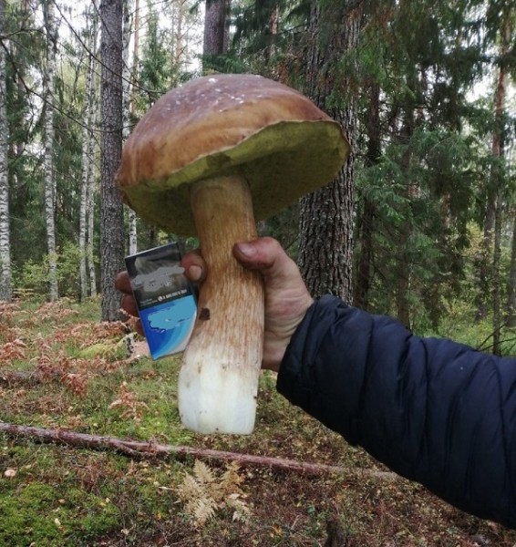 Нижегородцы хвастаются урожаем гигантских грибов