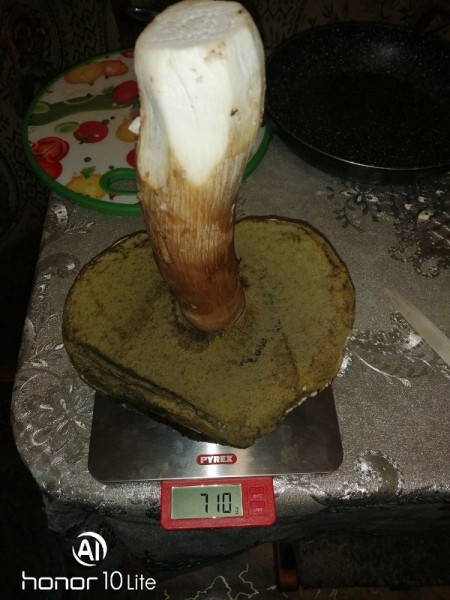 Нижегородцы хвастаются урожаем гигантских грибов