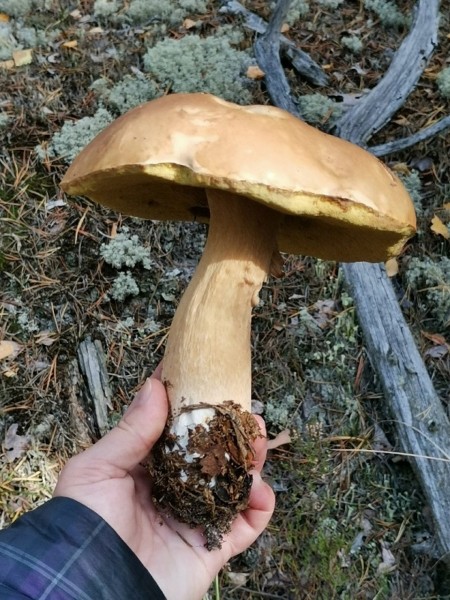 Нижегородцы хвастаются урожаем гигантских грибов