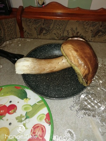 Нижегородцы хвастаются урожаем гигантских грибов