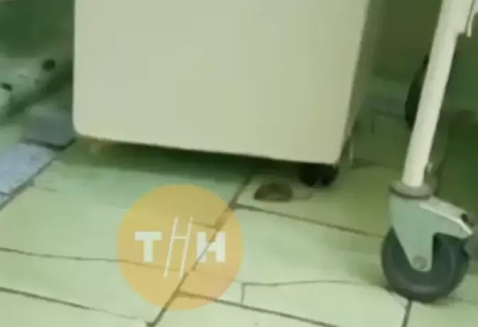 Выговор объявили руководителю роддома в Выксе из-за бегающих по палатам мышей