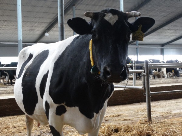 Почти 140 млн рублей субсидий направлено на развитие фермерства Нижегородской области в рамках нацпроекта в 2021 году 