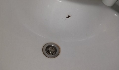 Пациенты пожаловались на тараканов в детской больнице в Нижнем Новгороде