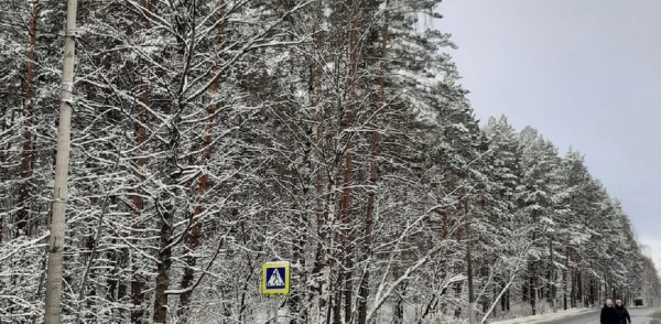 Около 90 аварийных деревьев уберут по обращениям жителей в Приокском районе