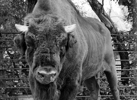 Нижегородский зоопарк «Лимпопо» простился с зубром Муратом Нижегородский зоопарк «Лимпопо» простился с зубром Муратом