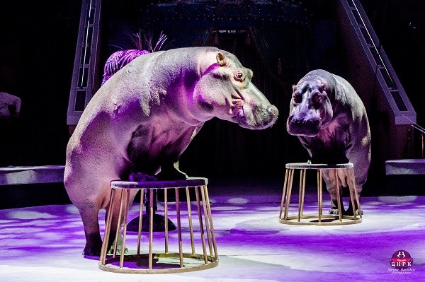 Гия Эрадзе представит «Песчаную сказку» в Нижегородском цирке Гия Эрадзе представит «Песчаную сказку» в Нижегородском цирке