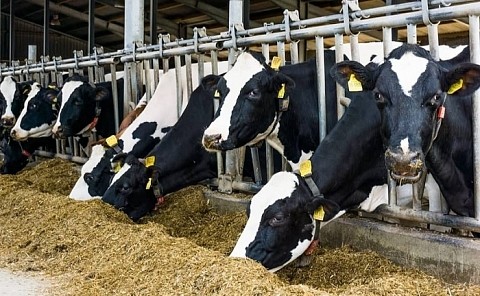 21 животноводческий комплекс построили в Нижегородской области в 2021 году