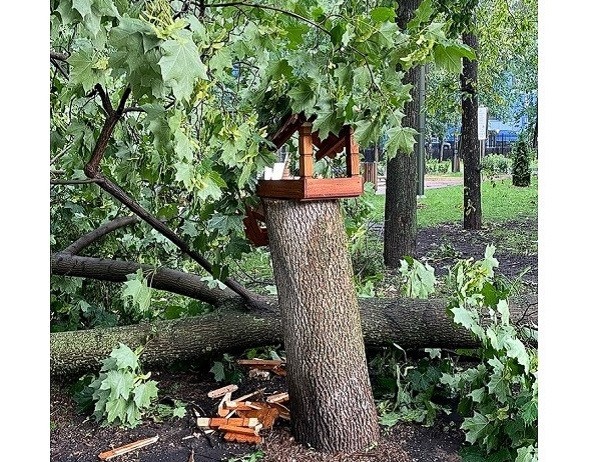 Кафе-кормушки для белок разрушились из-за урагана в нижегородской «Швейцарии»