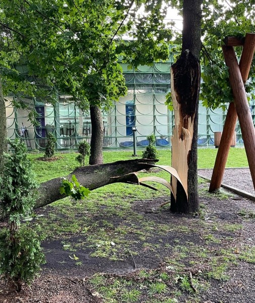 Кафе-кормушки для белок разрушились из-за урагана в нижегородской «Швейцарии»