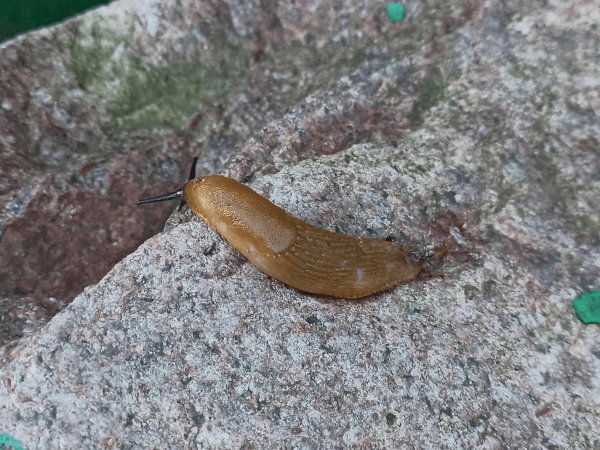 Гигантские слизни появились на улицах Нижнего Новгорода