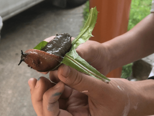 Гигантские слизни появились на улицах Нижнего Новгорода