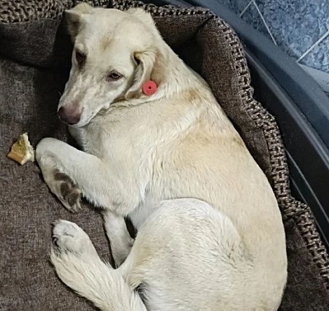 Нижегородские волонтеры приютили подброшенную в санаторий собаку