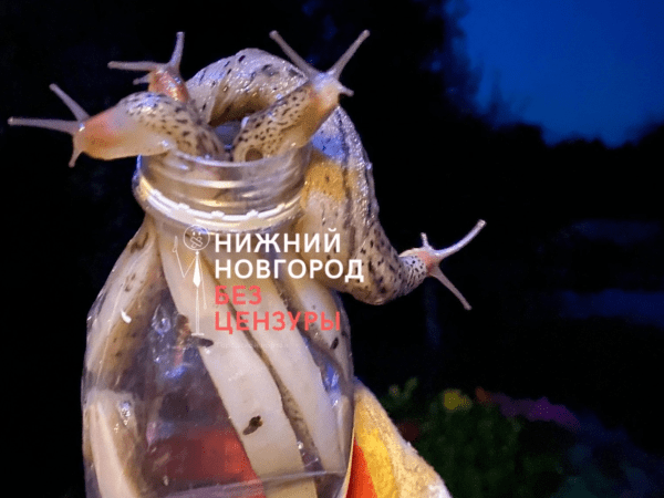 Гигантские слизни появились на улицах Нижнего Новгорода
