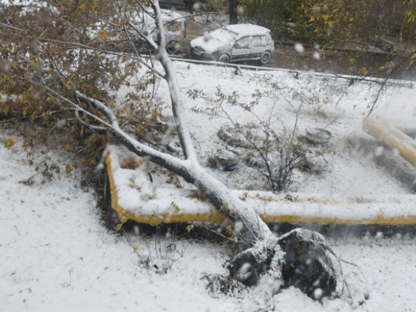 Нижегородцы массово жалуются на поваленные ветром деревья
