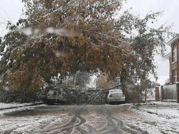 Нижегородцы массово жалуются на поваленные ветром деревья