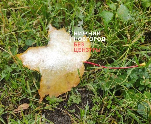 Первый снег выпал в северных районах Нижегородской области 8 октября
