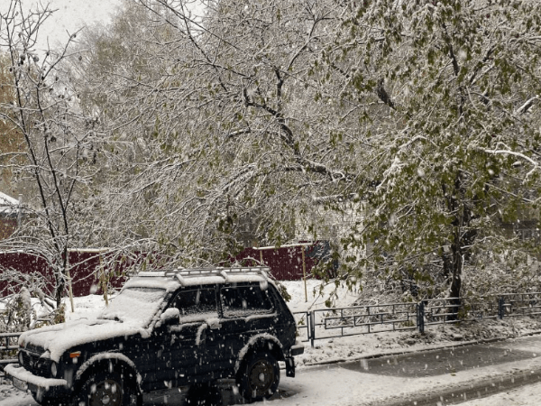 Нижегородцы массово жалуются на поваленные ветром деревья