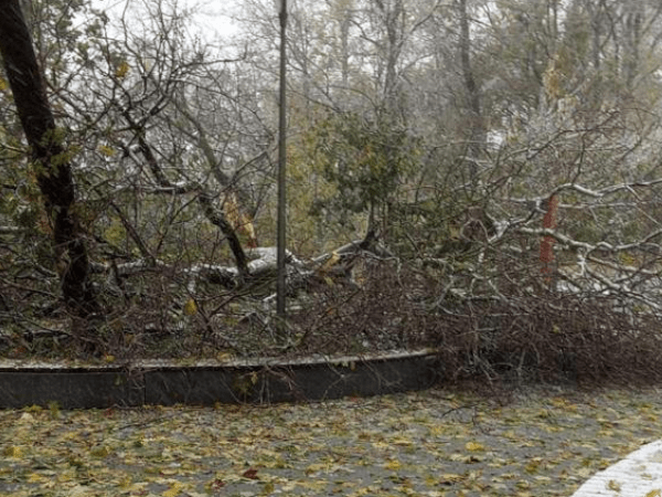 Нижегородцы массово жалуются на поваленные ветром деревья